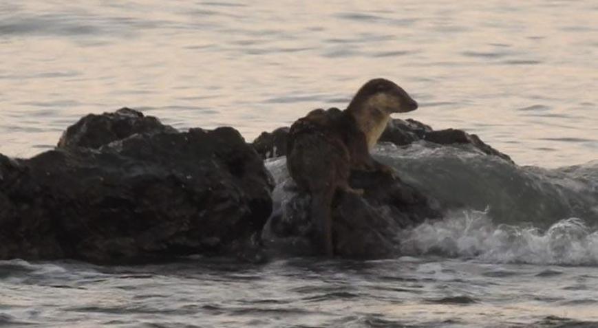 Marmara Denizinde su samuru sahilinde görüntülendi