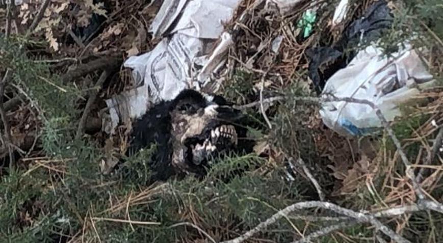 Çöplükte 20 köpek ölüsü bulundu