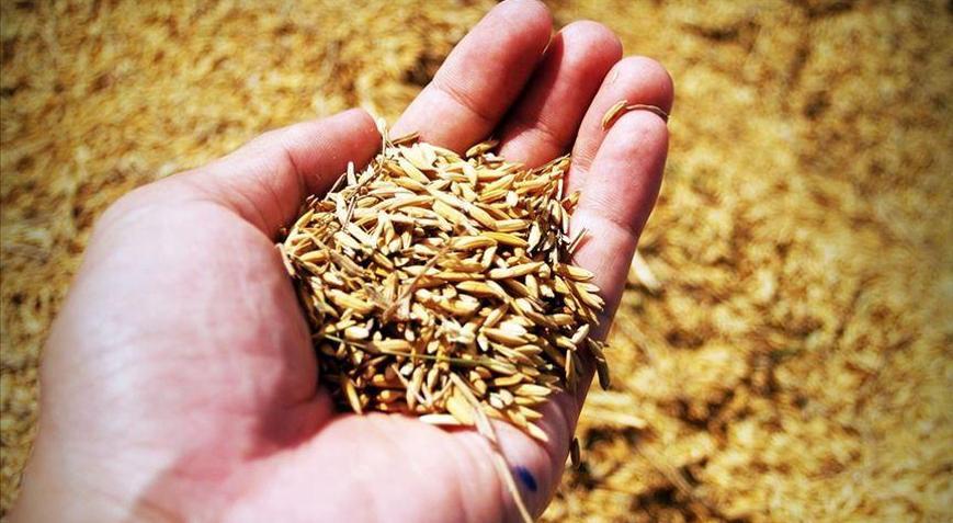 Tohumda yüzde 75 hibe tarımda üretimin artmasına katkı sağlayacak