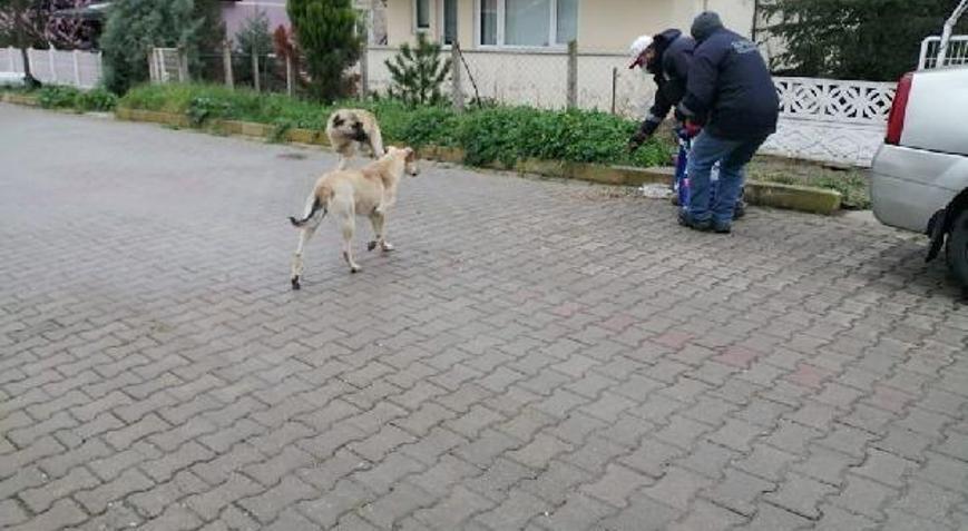 Kırklarelide sokak hayvanları unutulmuyor