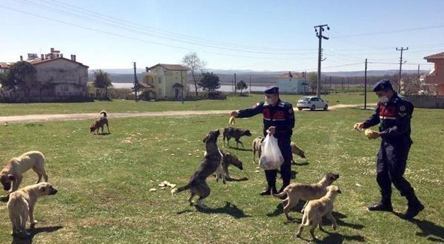 Fırıncılardan sokak hayvanlarına her gün 500 ekmek