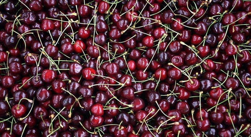 Kiraz ihracatçıları yeni sezondan umutlu