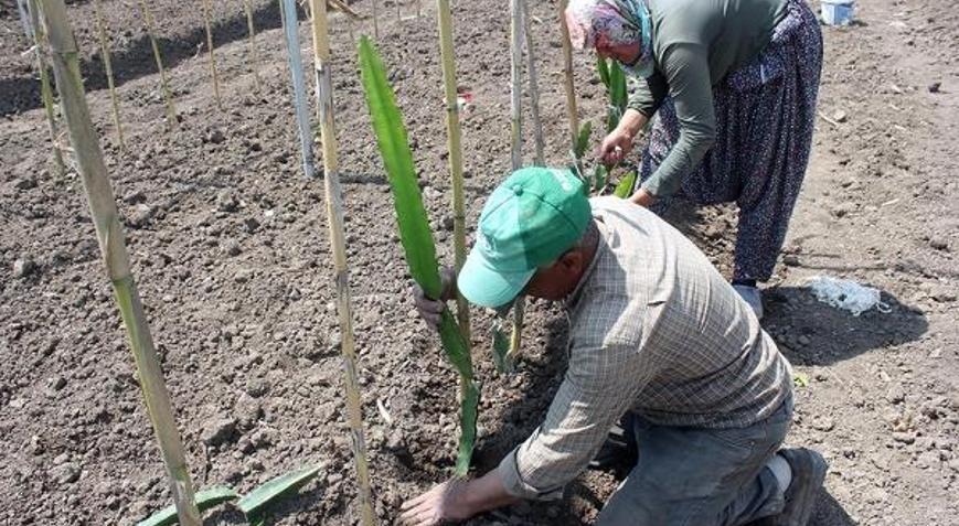 Osmaniyede, tropik meyve pitaya dikimi yapıldı