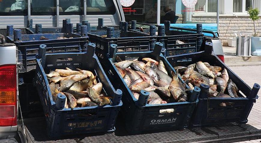 Elazığda kaçak avlanan 1 ton 400 kilo yavru sazan ele geçirildi