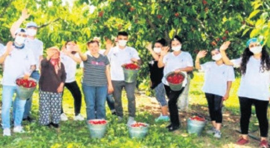 Kemalpaşa’da hasada devam