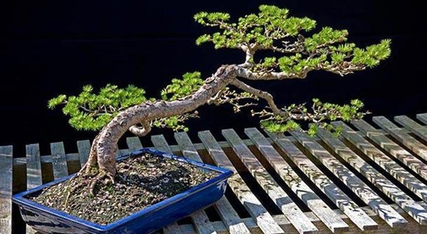 bonsai pachira aquatica Pachira 'Money Tree' – Jungle Story