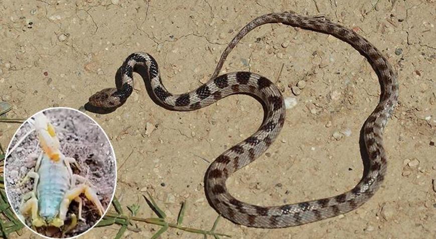 Denizlide akrep ve yılan paniği Onlarca kişi hastaneye koştu
