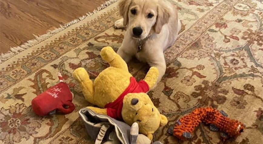 Köpek fotoğrafıyla Çine mesaj Sosyal medya çalkalandı