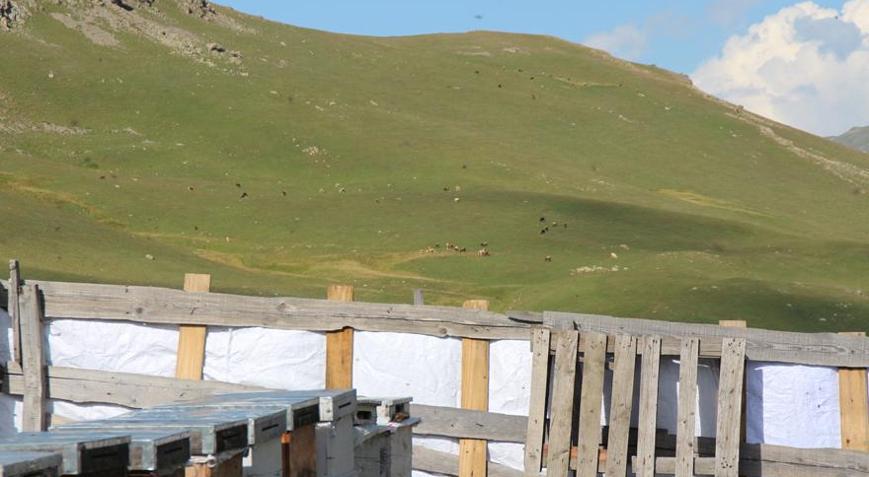 Sağımı başlanan Anzer balında küçükbaş tehdidi