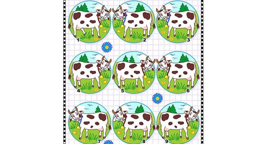 İkizimi bulur musun