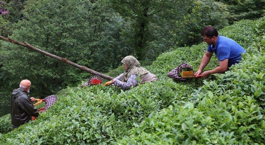 Türk çayı ihracatı yüzde 43 arttı