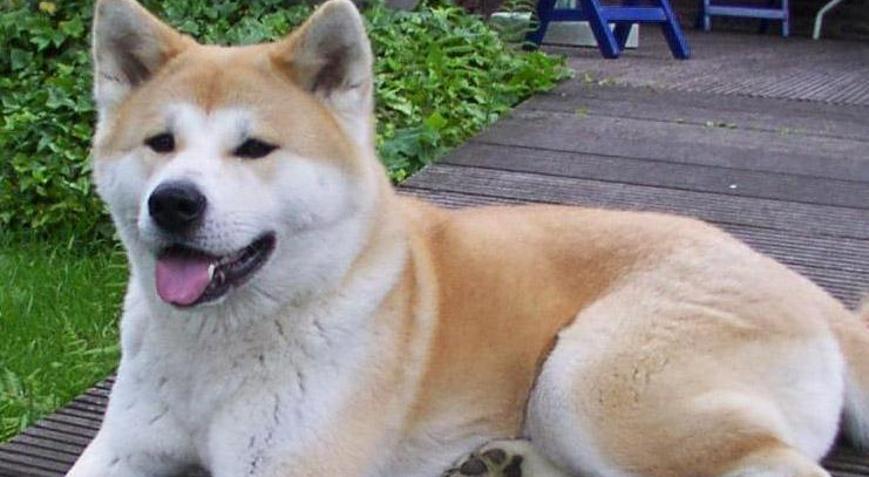 Akita Köpek Özellikleri Nelerdir Yavru Akita İnu Cinsi Hakkında Bilgiler