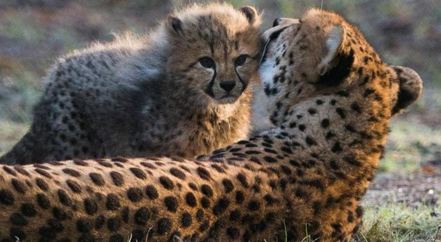 WWF: Yaban hayvanlarının nüfusu 50 yılda yüzde 68 azaldı