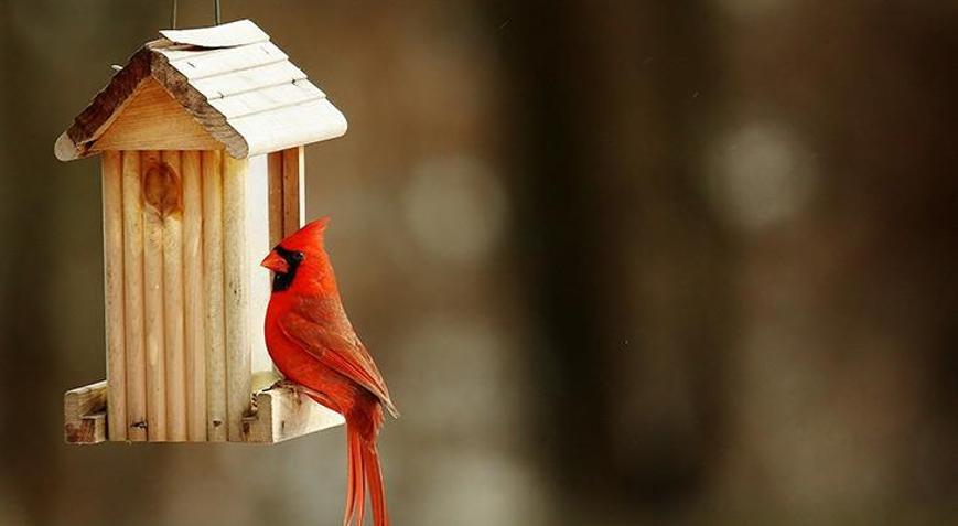 Kuşlara kış evi nasıl yapılır