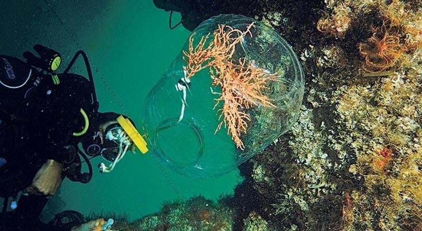 Marmara Denizi’ne mercan tarlası