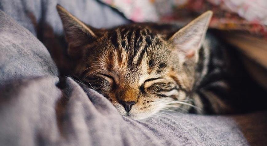 Evcil hayvanı olanlar pandemide nelere dikkat etmeli