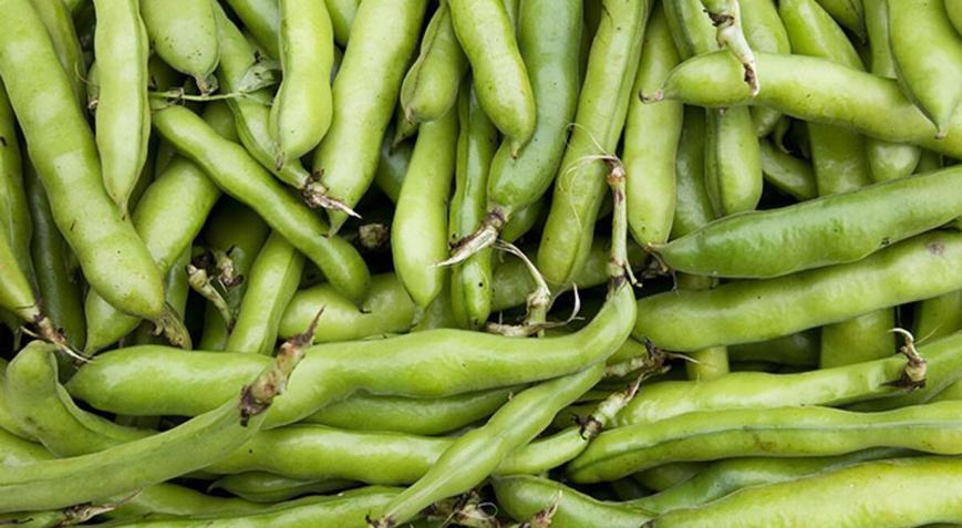 Baklanın Faydaları Nelerdir? Bakla Tohumu Ve Bakla Yaprağı Neye İyi Gelir? - Sağlık Haberleri