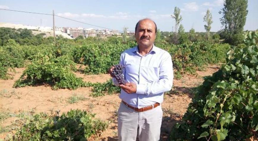 Çal karası üzümüne coğrafi işaret