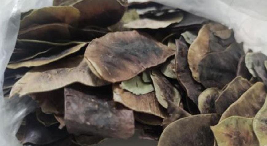 Uzmanı uyardı: Zayıflamak için bu bitkiyi kullanmayın