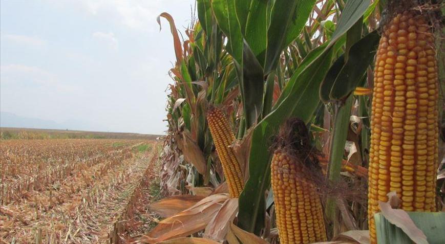 Emtia yatırımcısı ocakta mısırla kazandı