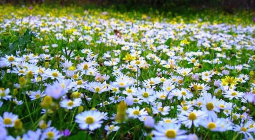 İlk cemre düştü mü, ne zaman düşecek Sırasıyla cemre tarihleri...
