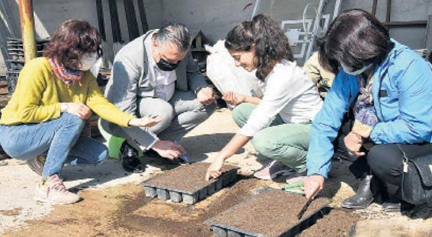 Tohumlar toprağa