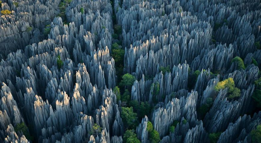 Bu Orman Bildiklerinizden Çok Farklı: Taş Orman