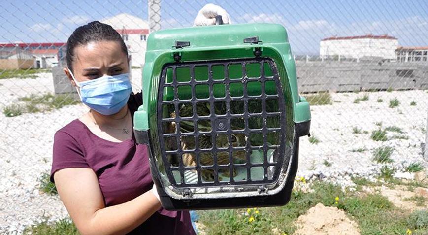 Afyonkarahisarda iki yırtıcı kuş ile kır tavşanı doğaya salındı