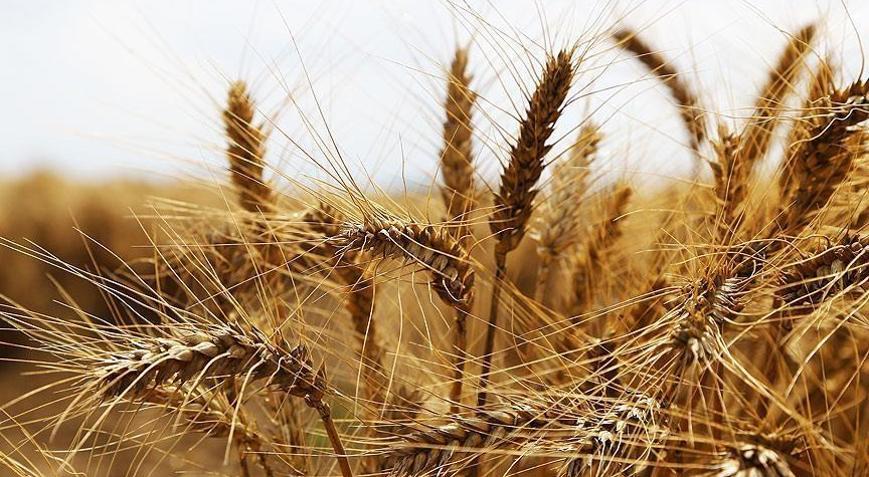 Buğdayda bu yıl 17,5 milyon ton rekolte bekleniyor