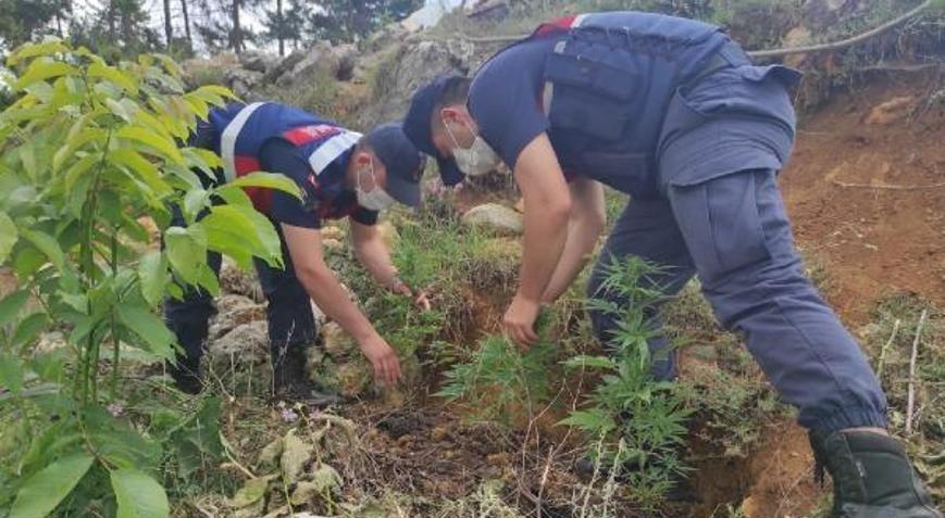 Evin bahçesinde ele geçirilen 50 kök Hint keneviri imha edildi