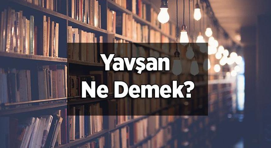 Yavşan Ne Demek, Tdk Sözlük Anlamı Nedir Yavşan Otu Neye Yarar