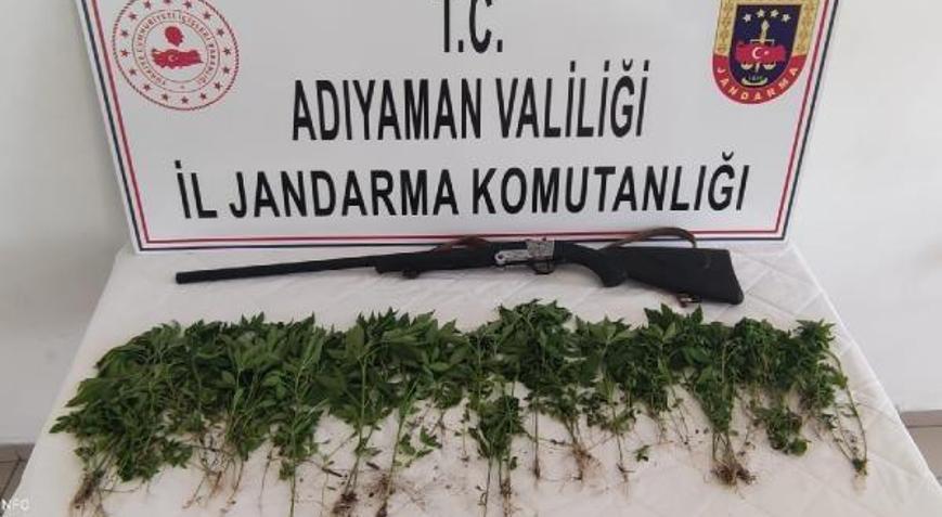 Gölbaşında 326 kök kenevir ele geçti
