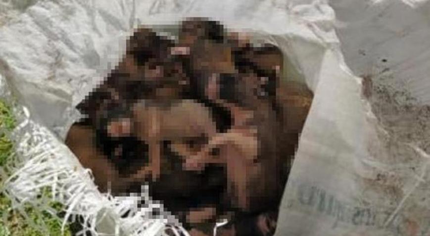 20 yavru köpeği çuvallara koyup dereye attılar