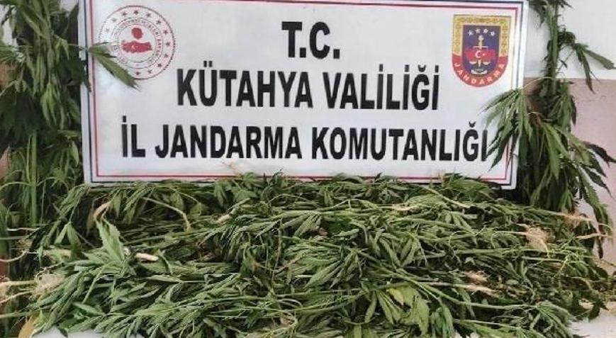 Mısır tarlasında 90 kök Hint keneviri ele geçirildi