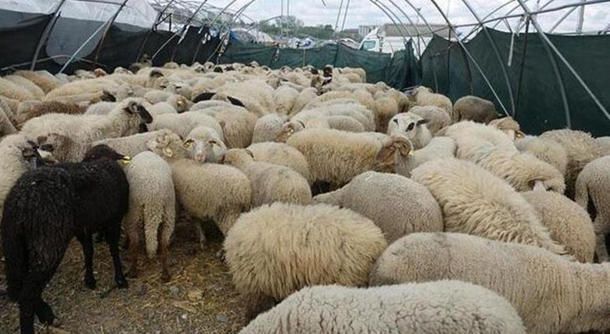 Kurbanlık fiyatları ne kadar 2021 Küçükbaş ve büyükbaş kurban fiyatları ne kadar, kaç TL