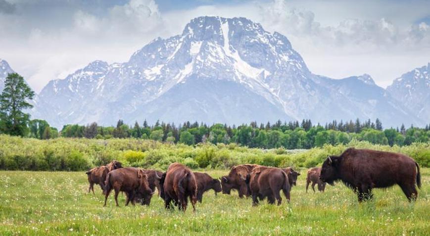 Nesli Tükenen Hayvanlar 2025: Dünyada ve Türkiye’de Nesli Tükenmekte Olan Hayvanlar Nelerdir