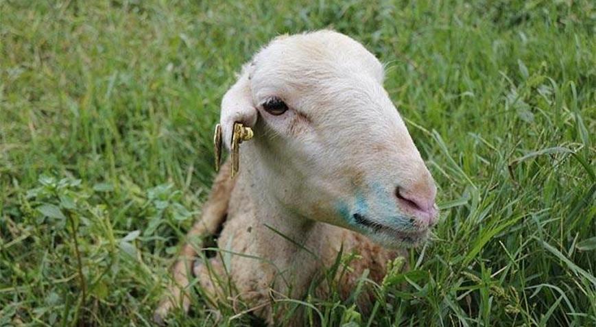 Köyün tamamı koruma bölgesi ilan edildi: Mavi dil hastalığı