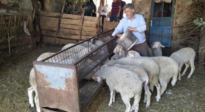 Bursa Büyükşehir Belediyesi Büyükorhanda arpa dağıtımı yaptı