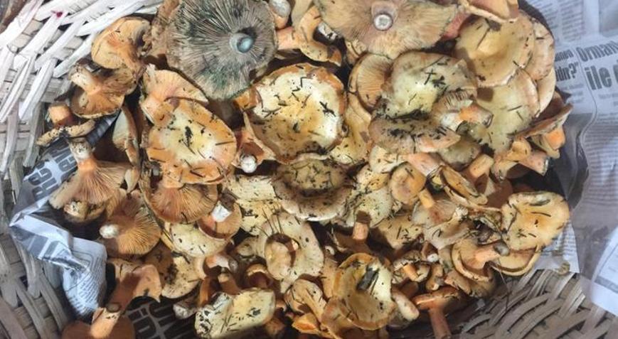 Doğada yetişen mantarları toplayıp yiyenlere önemli uyarı
