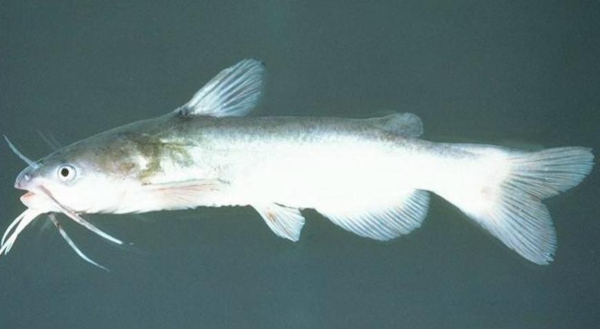 Kedi Balığı Nedir Nerelerde Yaşar Ve Kısaca Özellikleri Nelerdir