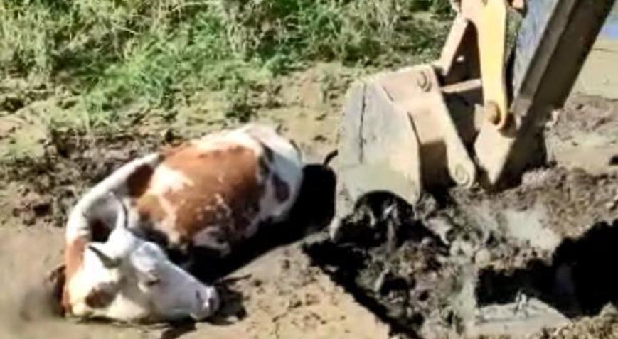 Bingöl’de bataklığa saplanan ineği itfaiye kurtardı