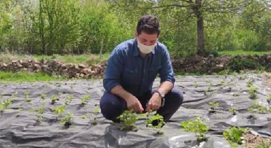 Savurda hedef modern tarım