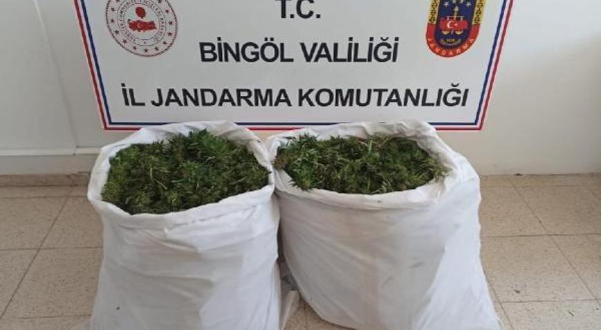 Bingöl’de 1473 kök kenevir ele geçirildi