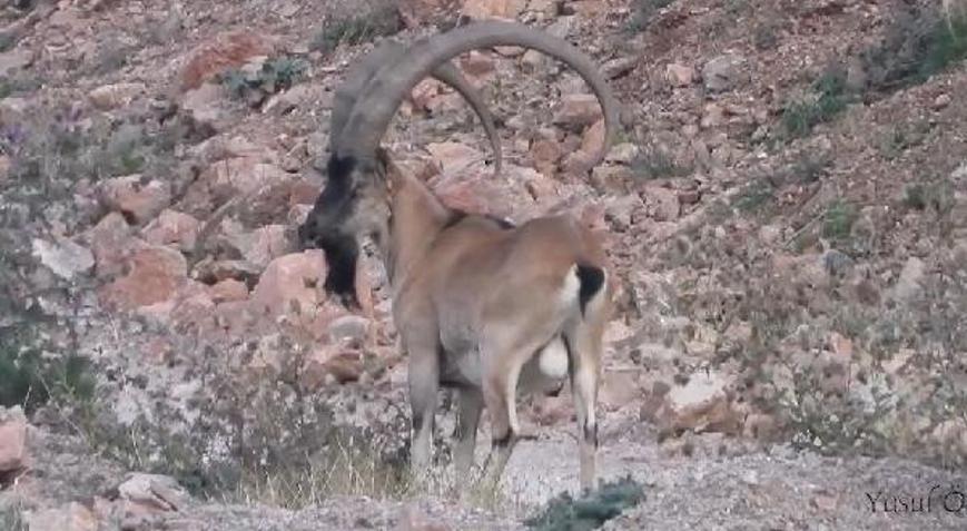 Gümüşhanede dağ keçileri doğal ortamında