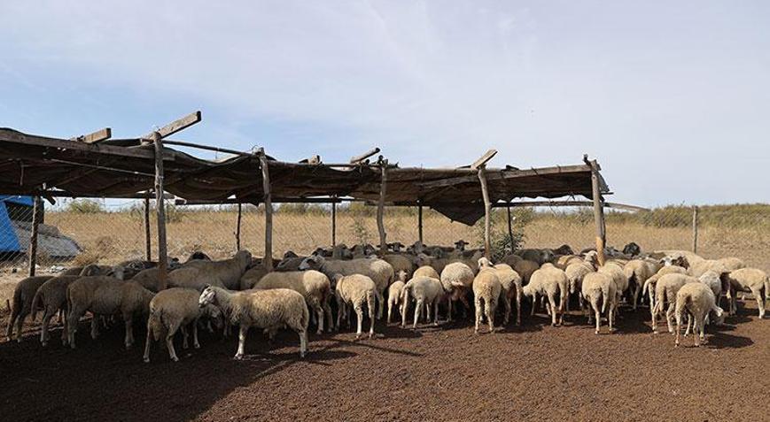 Edirnede mavi dil kabusu Karantina başladı