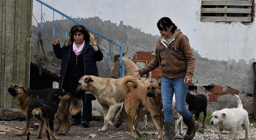 Sokak köpekleri değil, asıl sorun... dedi ve açıkladı