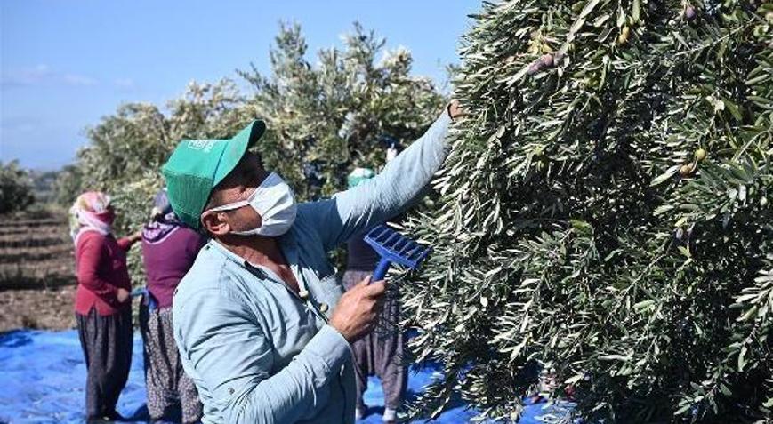 Toprakkale’de zeytin hasadı