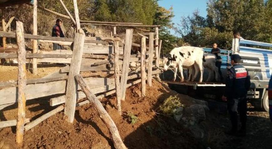 Jandarmadan hayvan hırsızlarına suçüstü