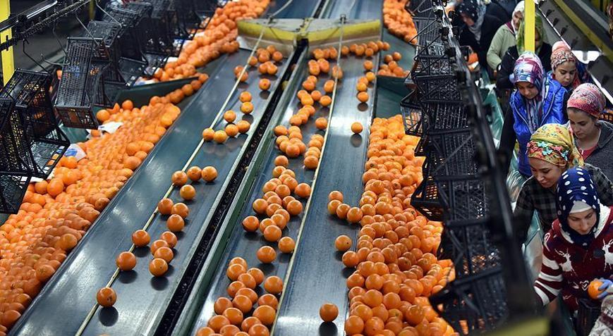 Türkiyenin narenciye ihracatı 9 ayda 427 milyon dolara ulaştı