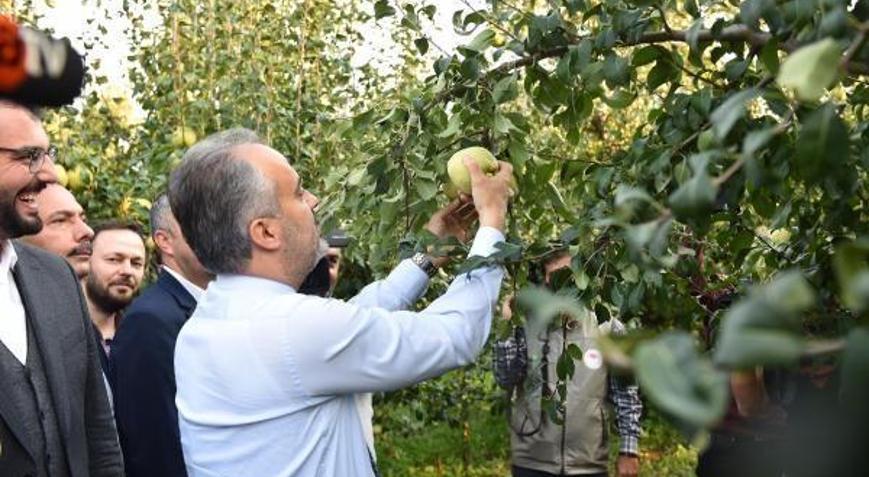 Deveci Armudunda hasat bereketli başladı
